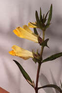 Image de <i>Melampyrum <i>pratense</i></i> subsp. pratense