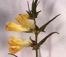 Image of <i>Melampyrum <i>pratense</i></i> subsp. pratense