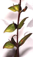 Image of <i>Melampyrum <i>pratense</i></i> subsp. pratense