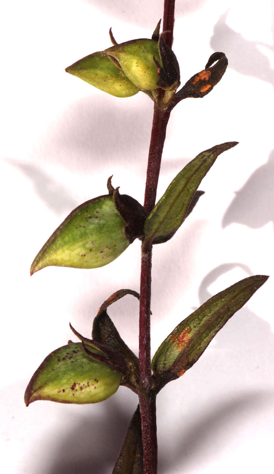 Image de <i>Melampyrum <i>pratense</i></i> subsp. pratense