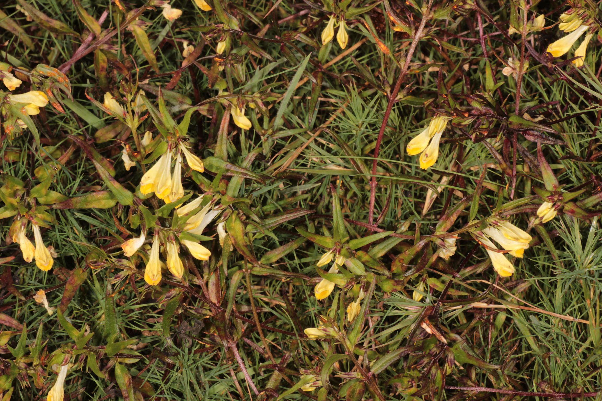 Image of <i>Melampyrum <i>pratense</i></i> subsp. pratense