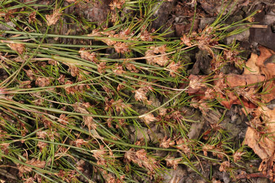 Image of Juncus bulbosus subsp. bulbosus