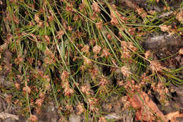 Image of Juncus bulbosus subsp. bulbosus