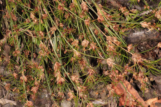 Juncus bulbosus subsp. bulbosus resmi