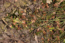 Image of Juncus bulbosus subsp. bulbosus