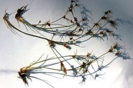 Image of Juncus bulbosus subsp. bulbosus