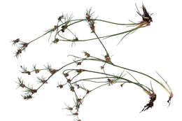 Image of Juncus bulbosus subsp. bulbosus