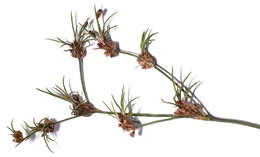 Image of Juncus bulbosus subsp. bulbosus