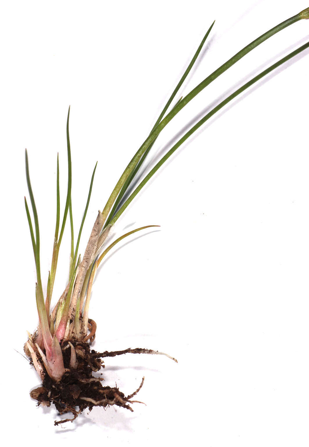 Image of Juncus bulbosus subsp. bulbosus