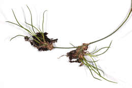 Image of Juncus bulbosus subsp. bulbosus