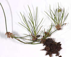 Image of Juncus bulbosus subsp. bulbosus