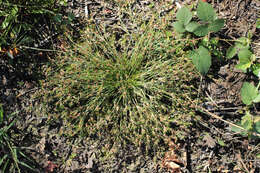 Image of Juncus bulbosus subsp. bulbosus