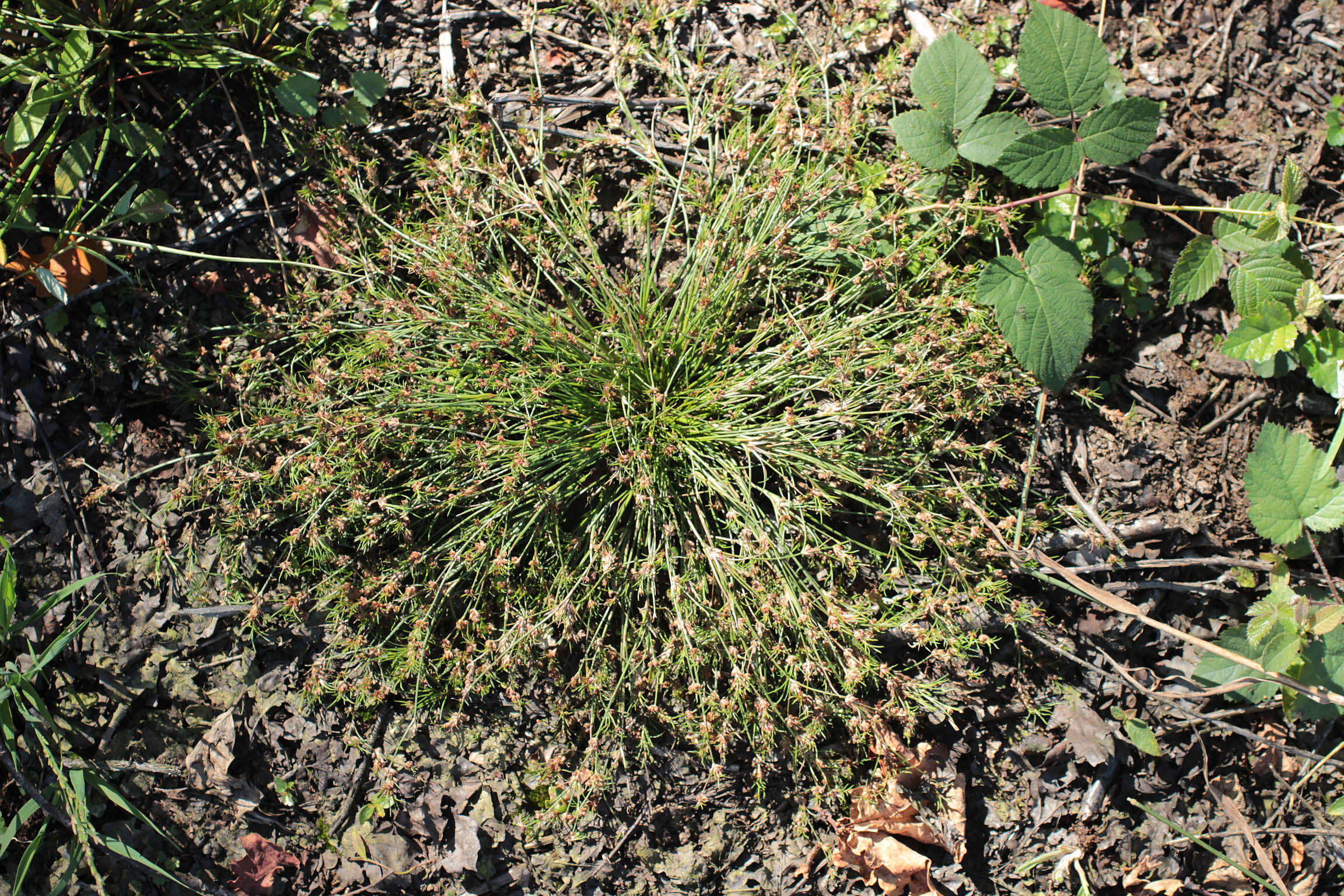 Image of Juncus bulbosus subsp. bulbosus