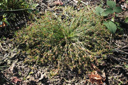 Image of Juncus bulbosus subsp. bulbosus