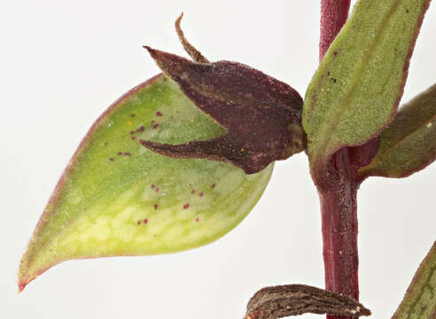 Image of <i>Melampyrum <i>pratense</i></i> subsp. pratense