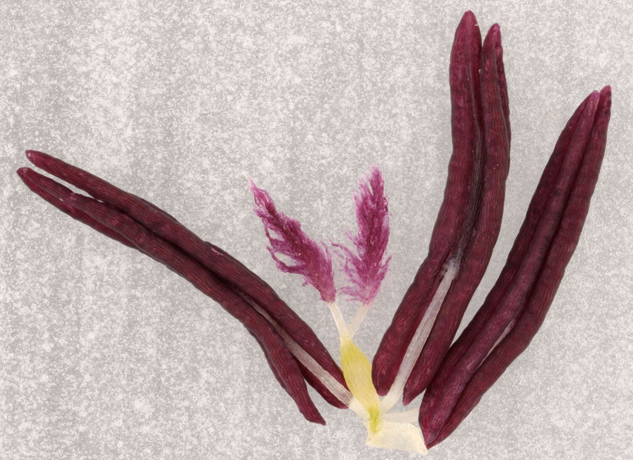 Image de Molinia caerulea subsp. caerulea
