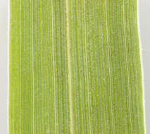 Image de Molinia caerulea subsp. caerulea