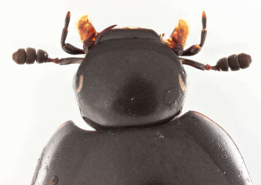 Image of Dung beetle