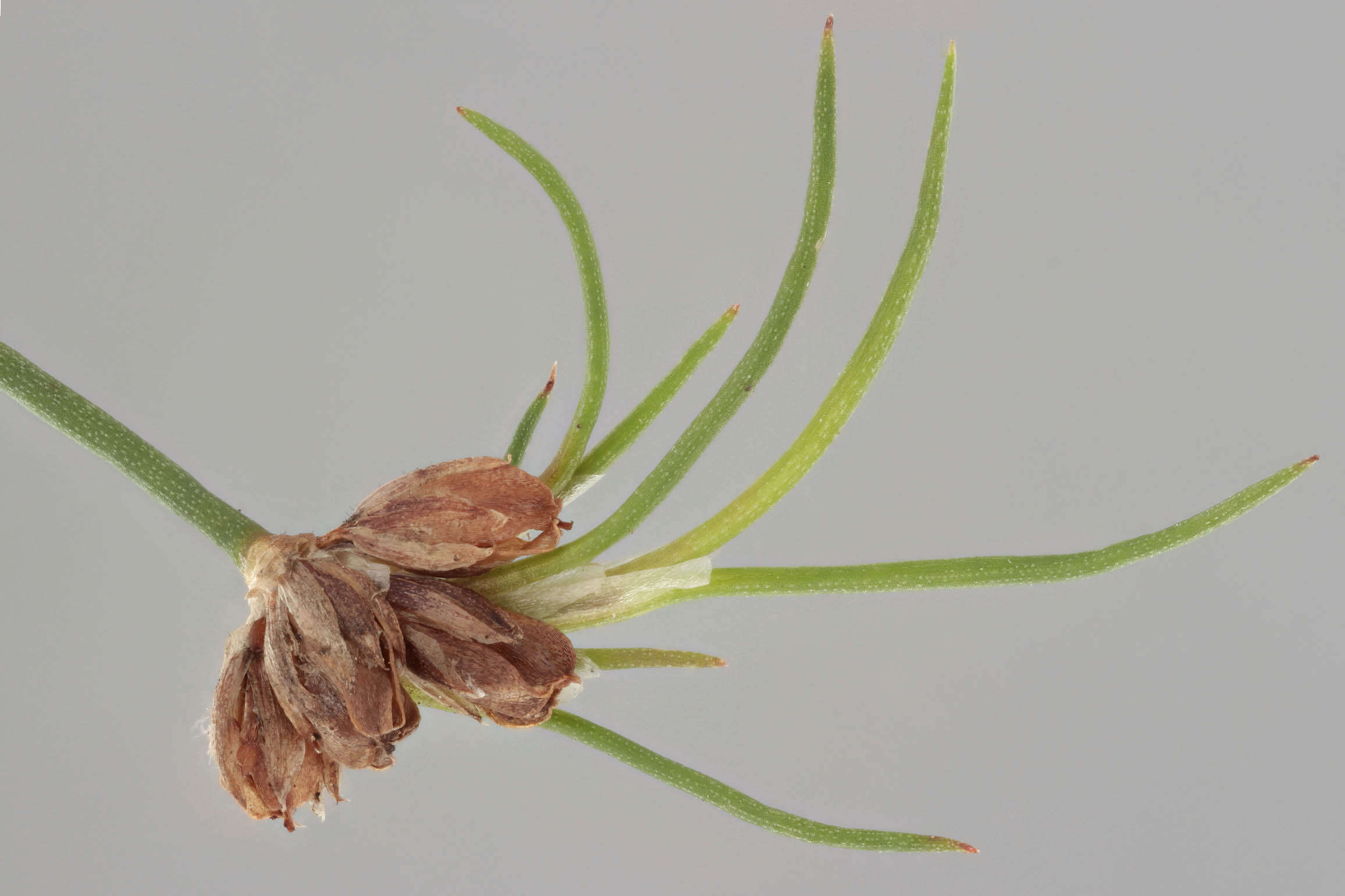 Image of Juncus bulbosus subsp. bulbosus