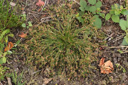 Image of Juncus bulbosus subsp. bulbosus