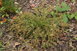 Image of Juncus bulbosus subsp. bulbosus