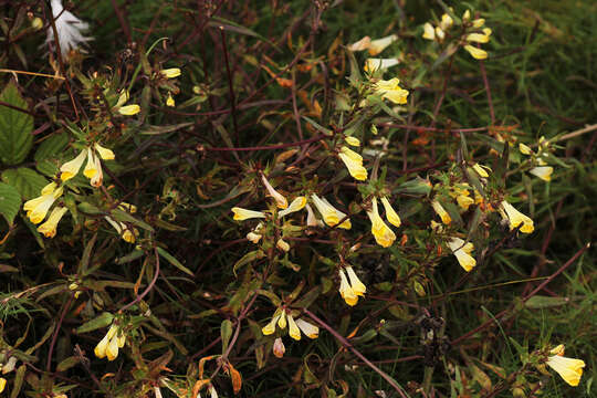 Image of <i>Melampyrum <i>pratense</i></i> subsp. pratense