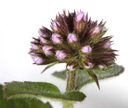 Image of Water Mint