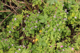 Image of Water Mint