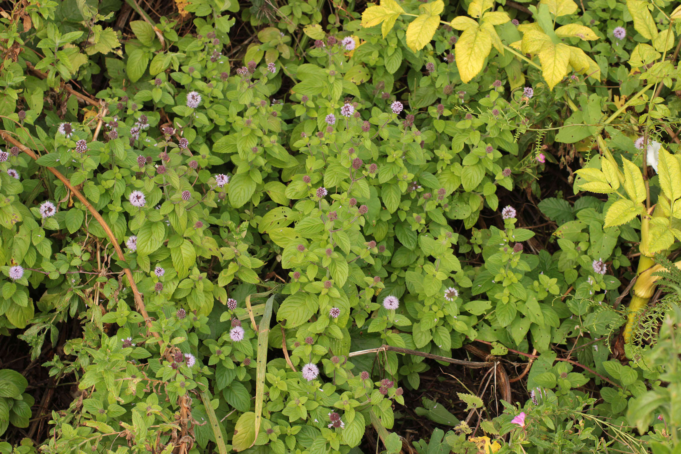 Image of Water Mint