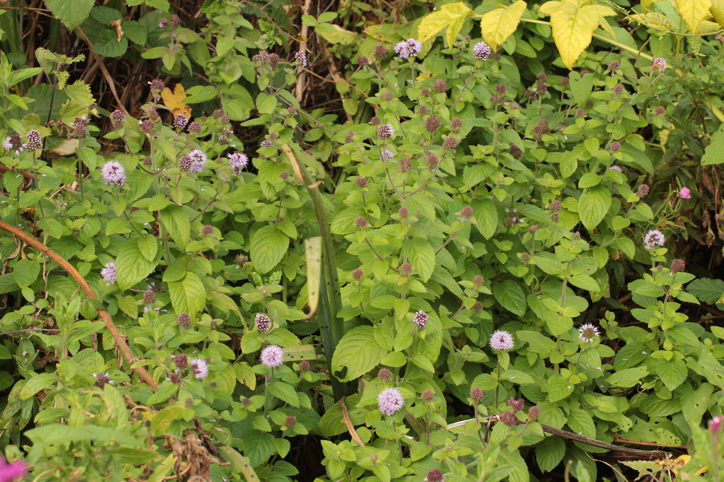 Image of Water Mint