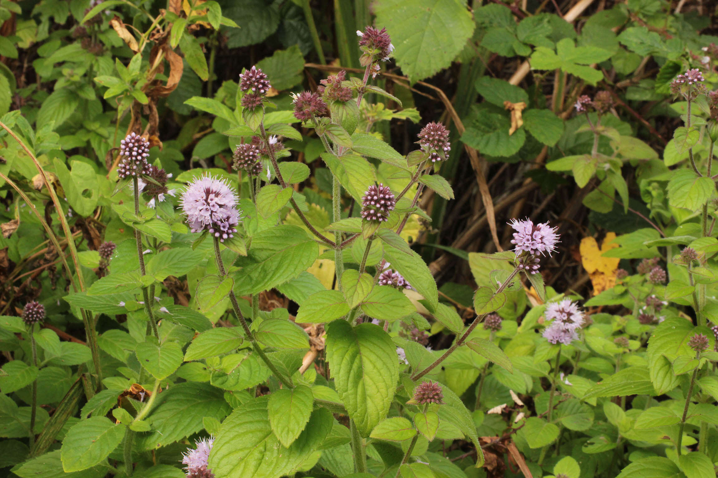 Image of Water Mint