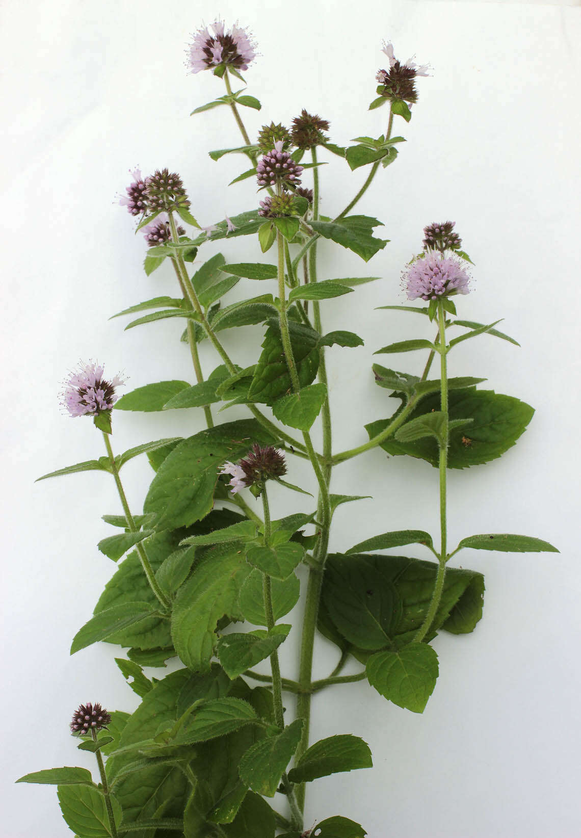 Image of Water Mint