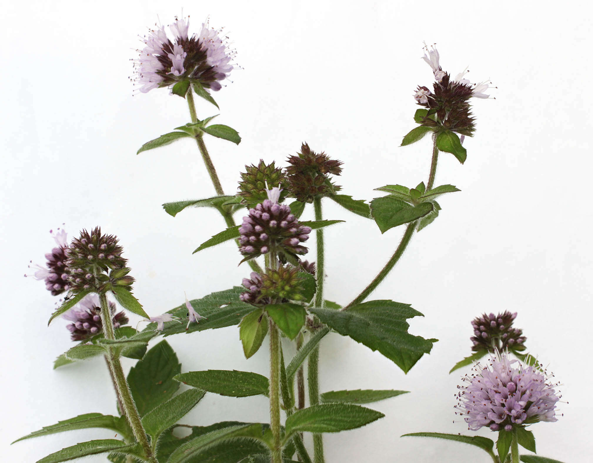 Image of Water Mint