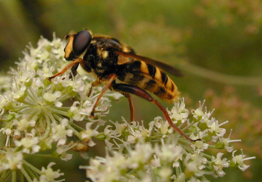 صورة Sericomyia silentis (Harris 1776)