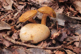 Image of Pseudoboletus parasiticus (Bull.) Šutara 1991