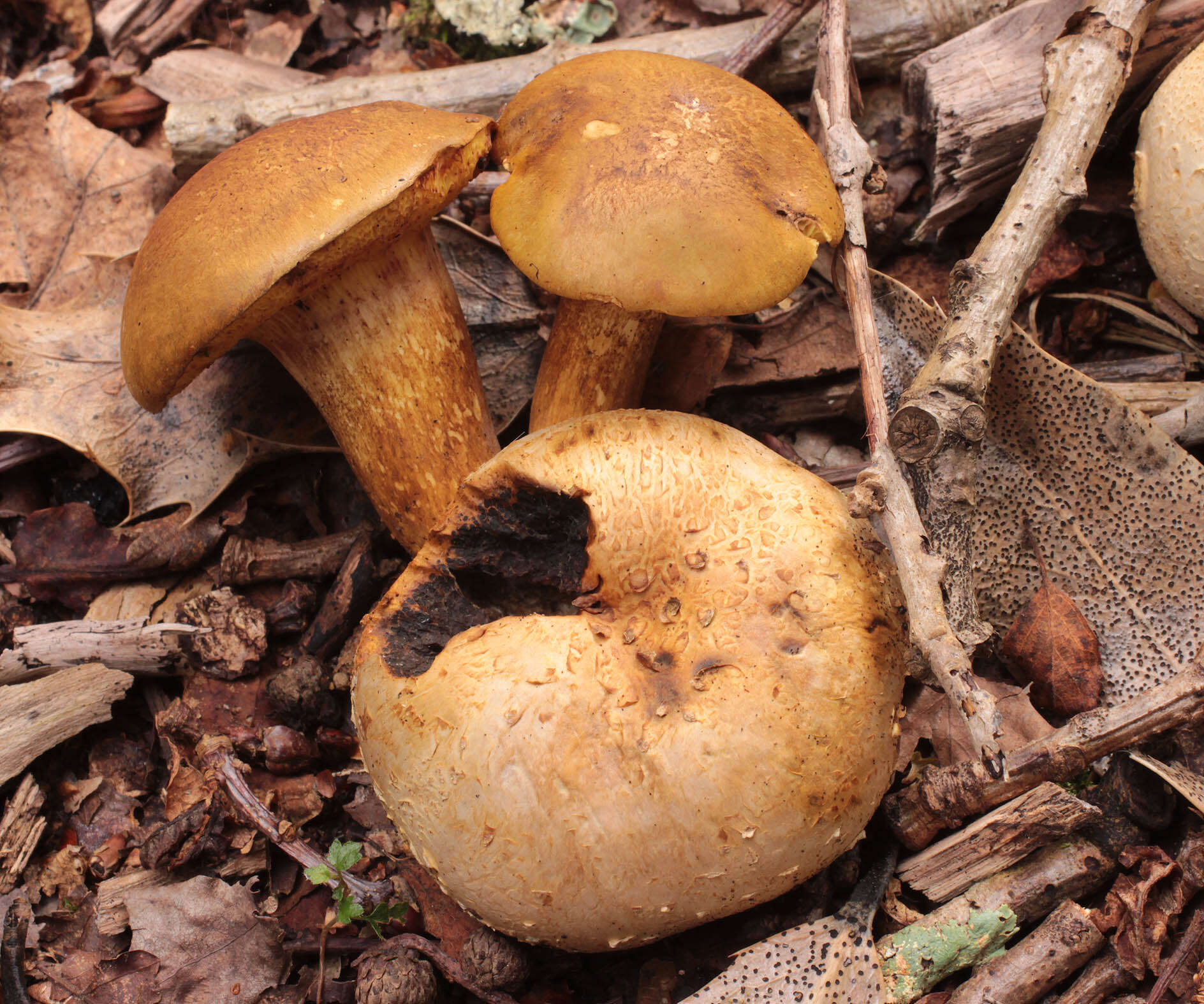 Image of Pseudoboletus parasiticus (Bull.) Šutara 1991