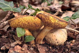 Image of Pseudoboletus parasiticus (Bull.) Šutara 1991