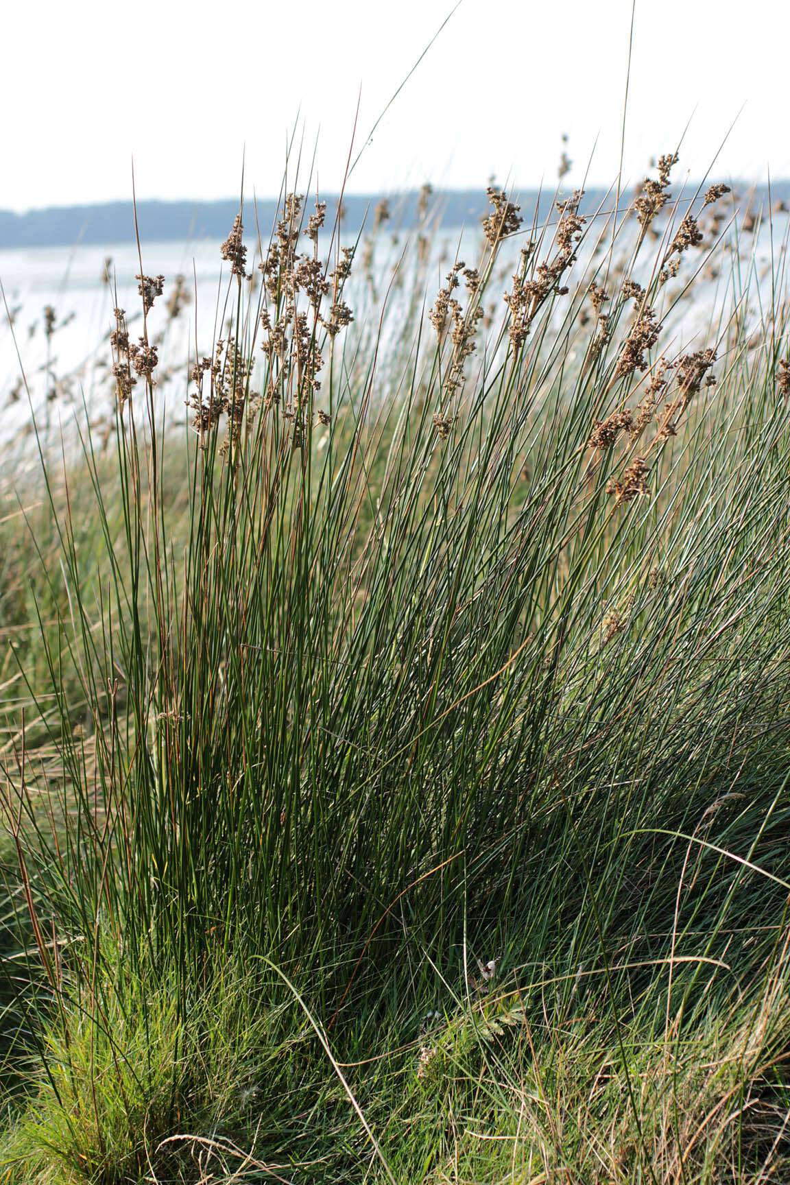 Image of sea rush