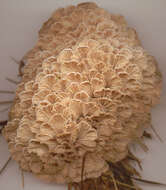 Image of Schizophyllum