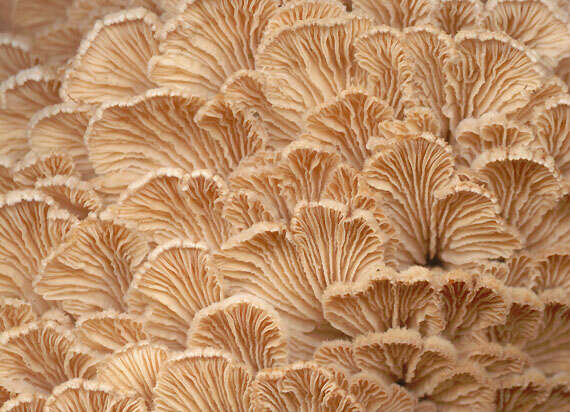 Image of Schizophyllum