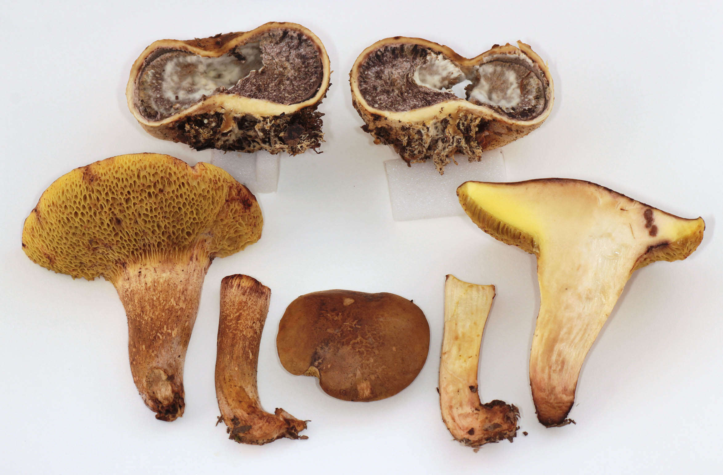 Image of Pseudoboletus parasiticus (Bull.) Šutara 1991