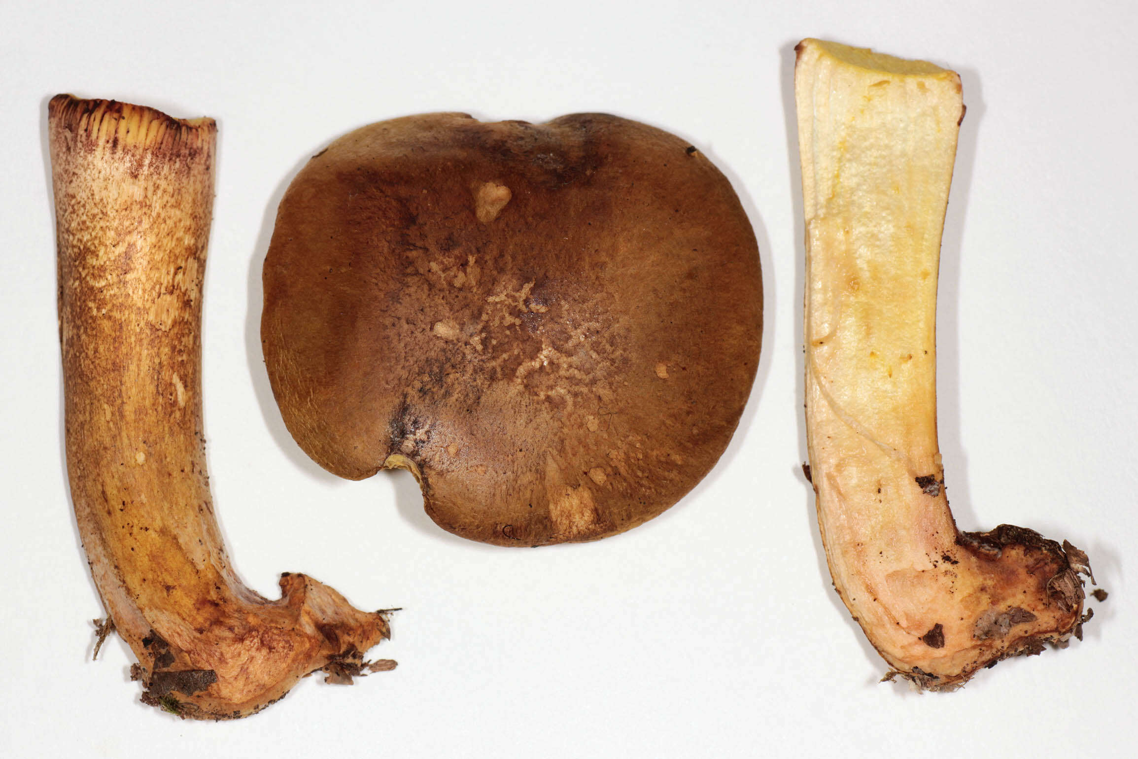 Image of Pseudoboletus parasiticus (Bull.) Šutara 1991