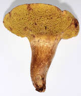 Image of Pseudoboletus parasiticus (Bull.) Šutara 1991