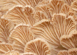 Image of Schizophyllum