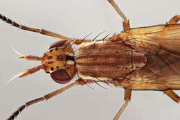 Image of Ilione albiseta (Scopoli 1763)