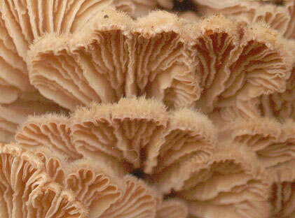 Image of Schizophyllum