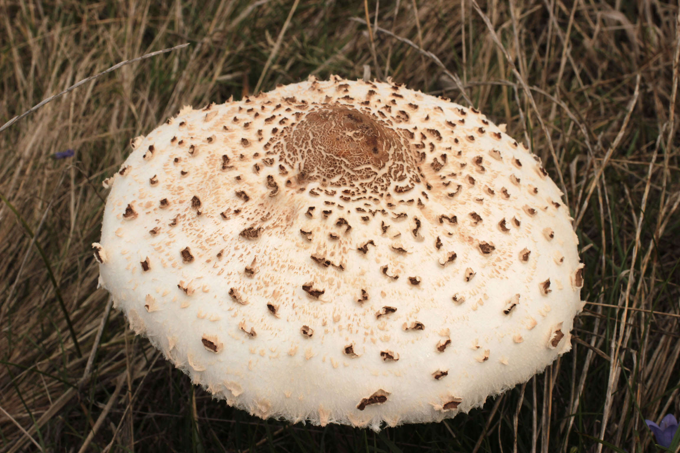 Image of Macrolepiota procera (Scop.) Singer 1948