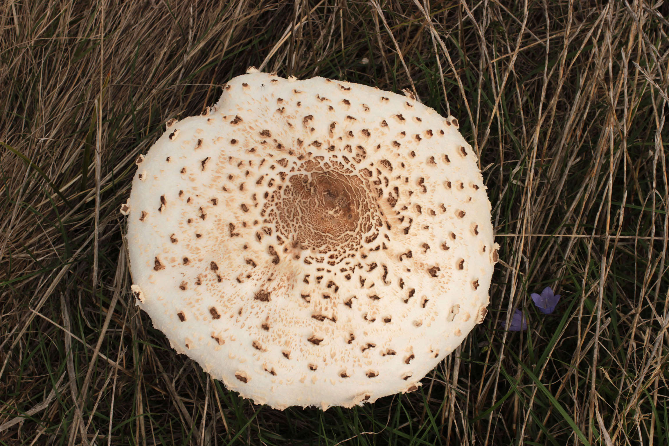 Image of Macrolepiota procera (Scop.) Singer 1948