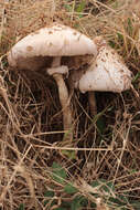 Image of Macrolepiota procera (Scop.) Singer 1948