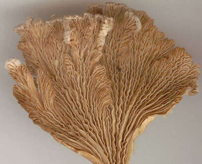 Image of Schizophyllum